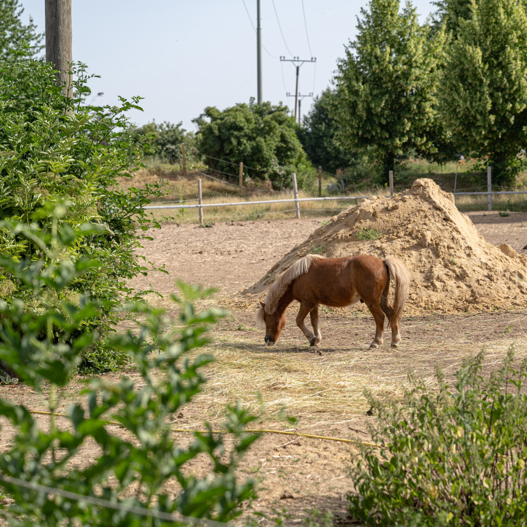 Pony Lautersheimer Gutshof